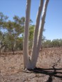 /album/in-the-outback-/ugh-in-woman-tree-jpg2/